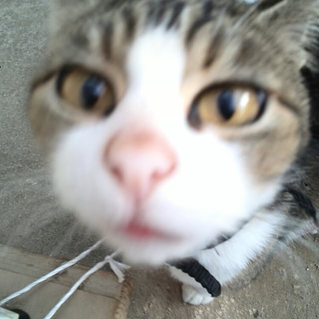 Mikaさんの実例写真