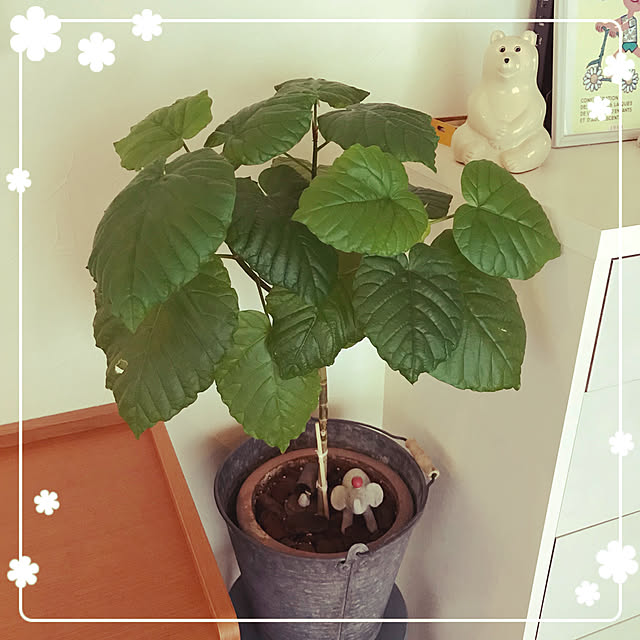 makkoさんの実例写真
