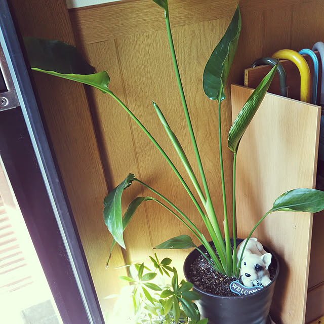 Tirorinさんの実例写真