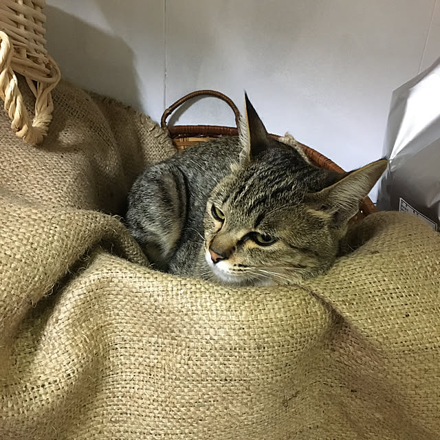 1914catsさんの実例写真
