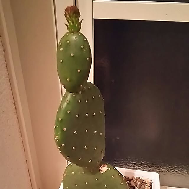 maitakekoさんの実例写真