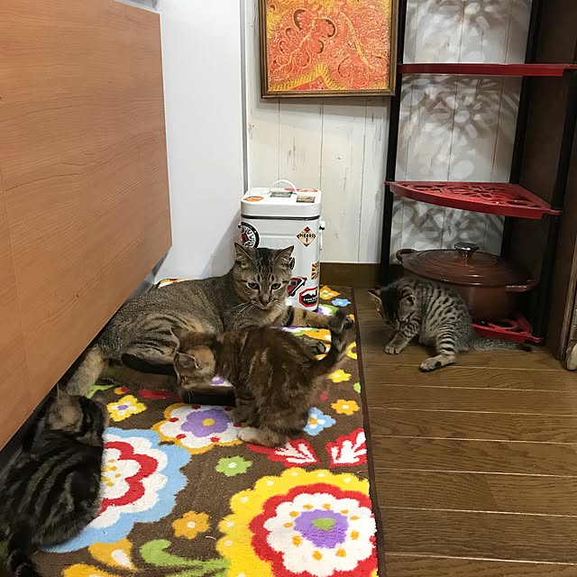 pepeさんの実例写真