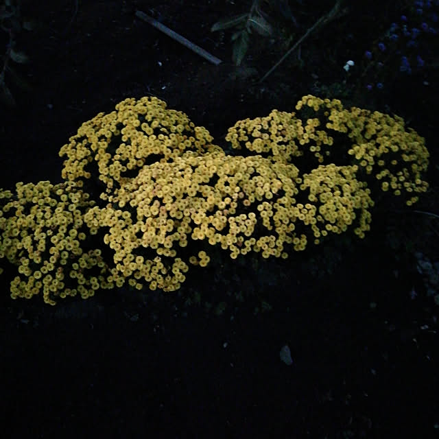 Tomopさんの実例写真