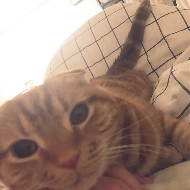 ベッド周り/一人暮らし/1K/猫/ねこ...などのインテリア実例 - 2019-02-14 03:38:49