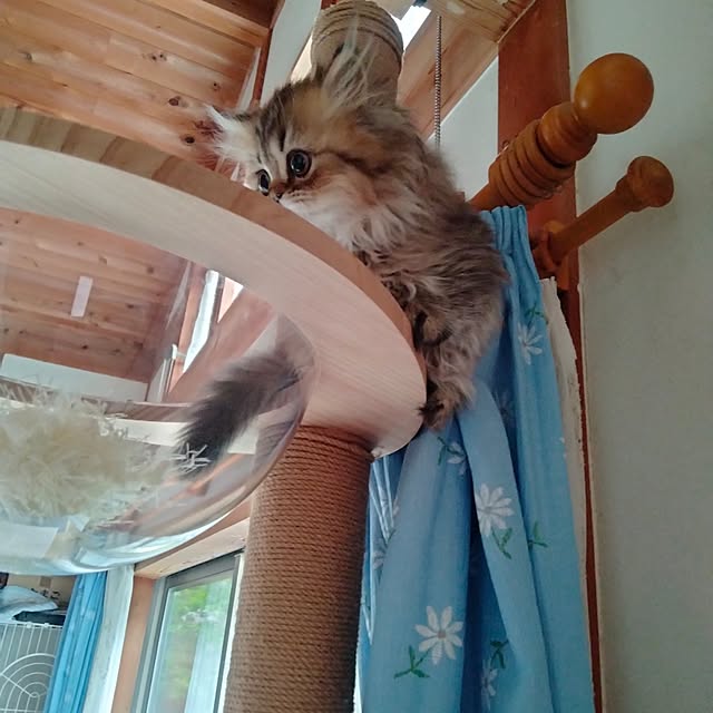 makaronさんの実例写真