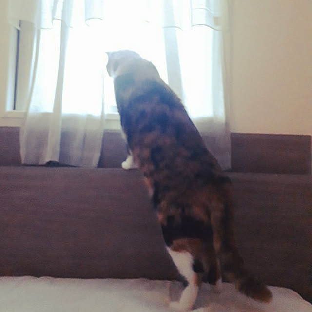 aiさんの実例写真