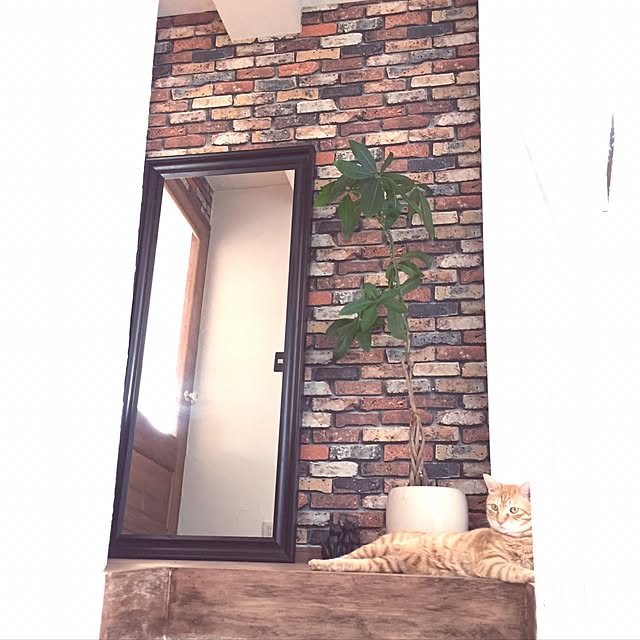 catsmamさんの実例写真