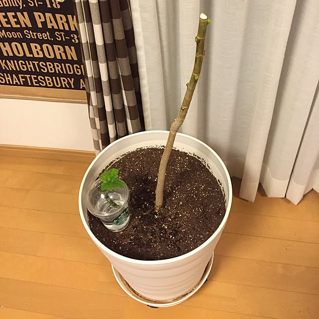 viviさんの実例写真