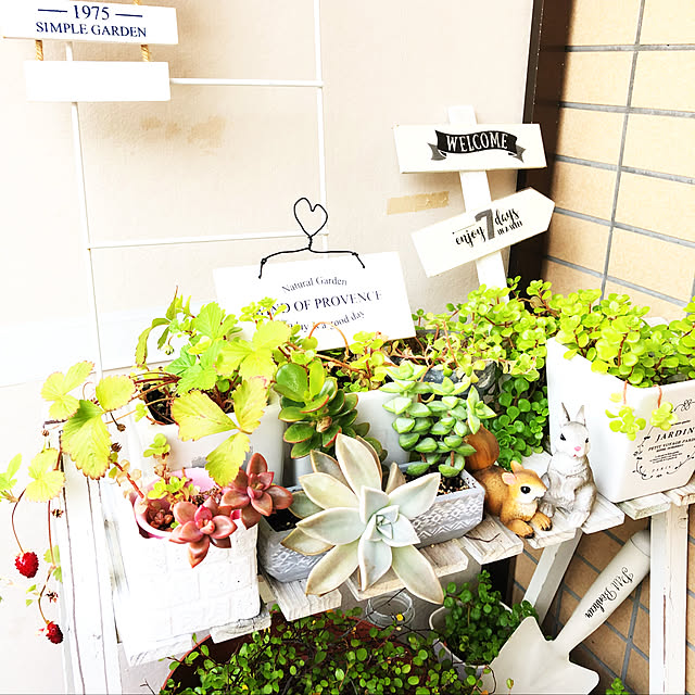 ワイルドストロベリー/ワイヤープランツ/多肉植物/観葉植物/花のある暮らし...などのインテリア実例 - 2019-04-14 14:52:09