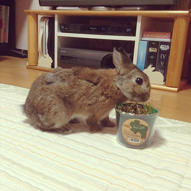 yuzu0223さんの実例写真