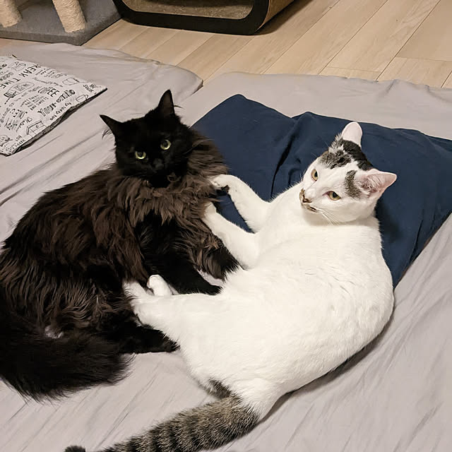 kumiさんの実例写真