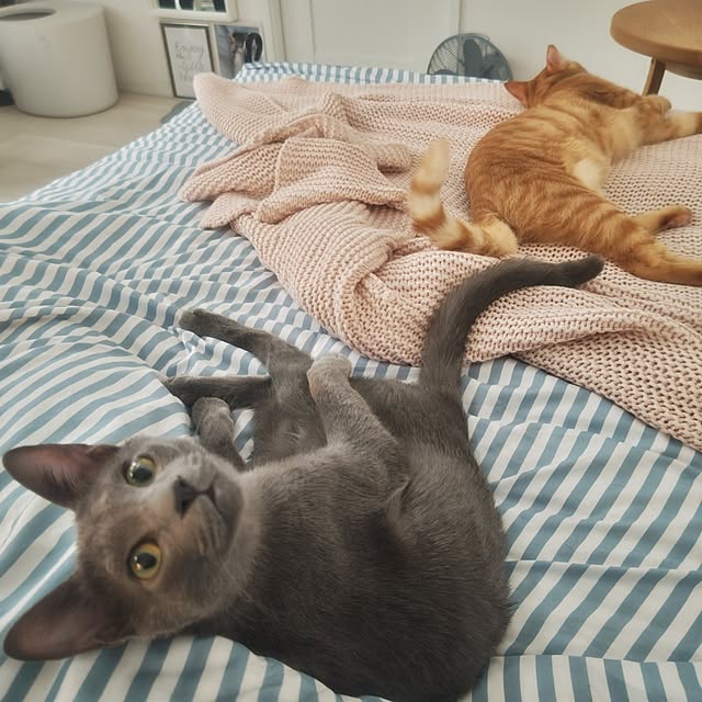 nyanpeiさんの実例写真