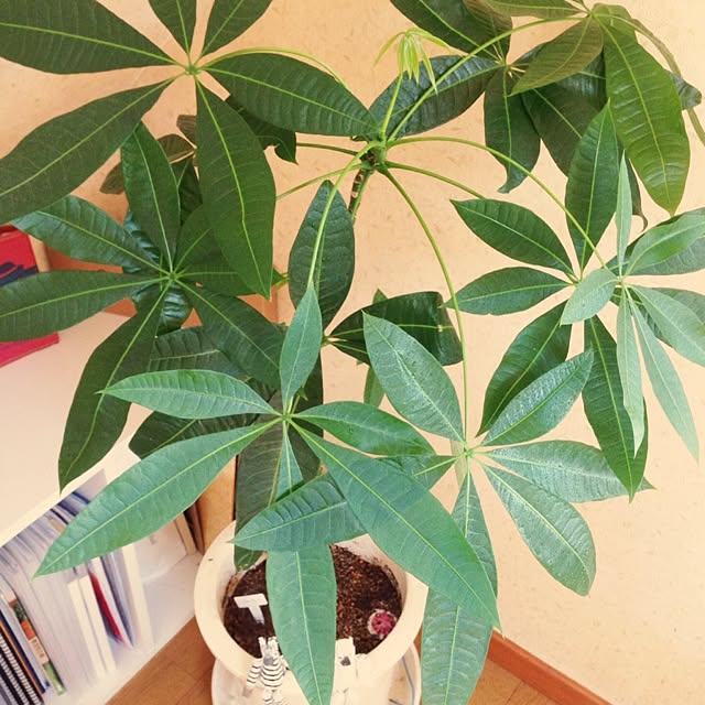 ocamoさんの実例写真