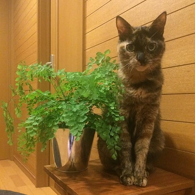 asianoneさんの実例写真