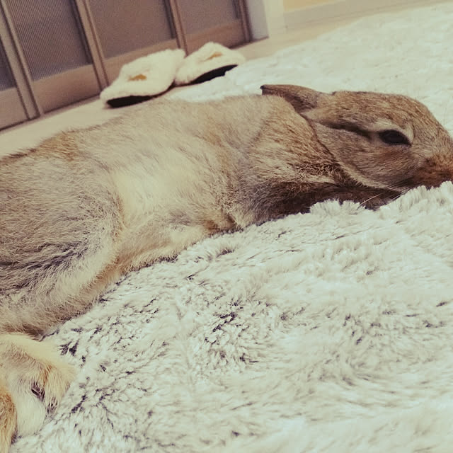 yuuuuさんの実例写真
