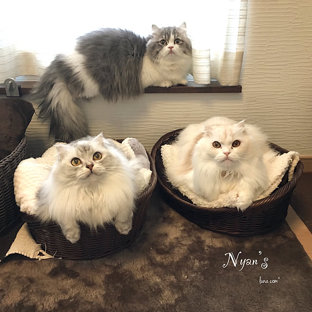 luna.comさんの実例写真