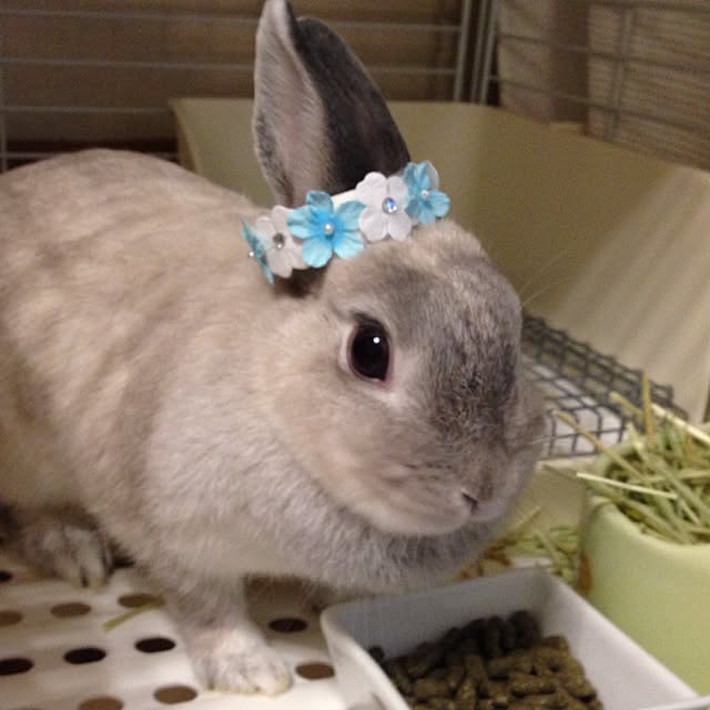 yokomokoさんの実例写真