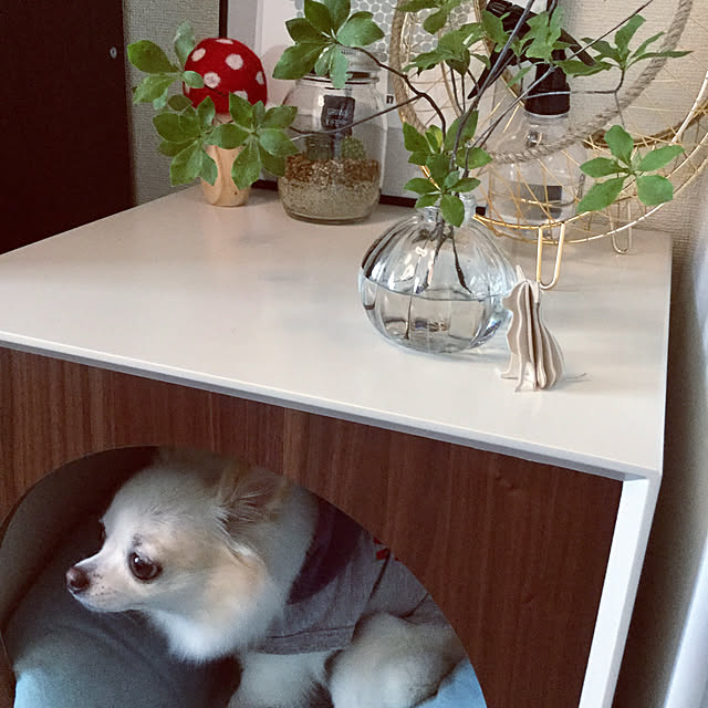 chapiさんの実例写真