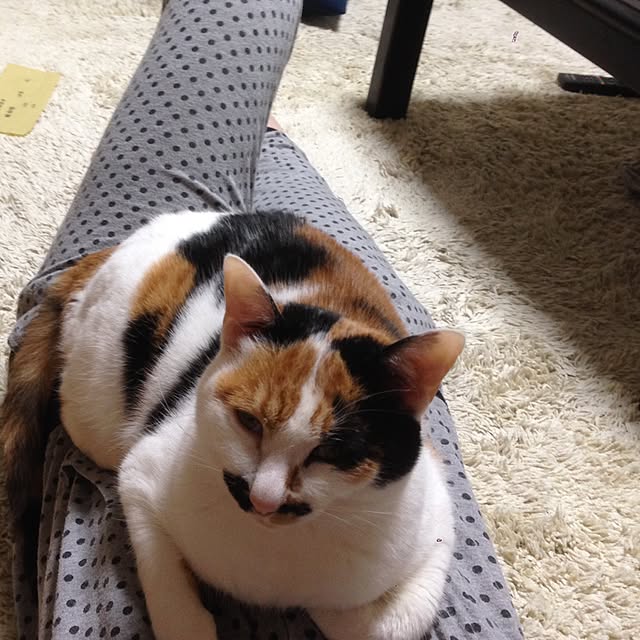 Kinanさんの実例写真