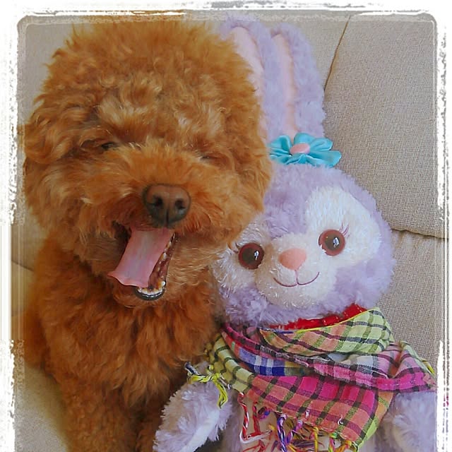 chipinoさんの実例写真