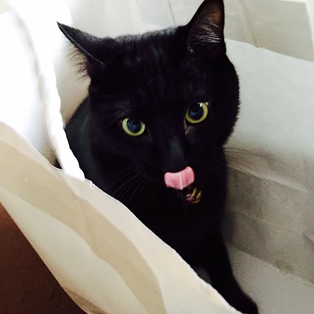 alcalinekoさんの実例写真