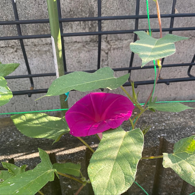 usamamaさんの実例写真