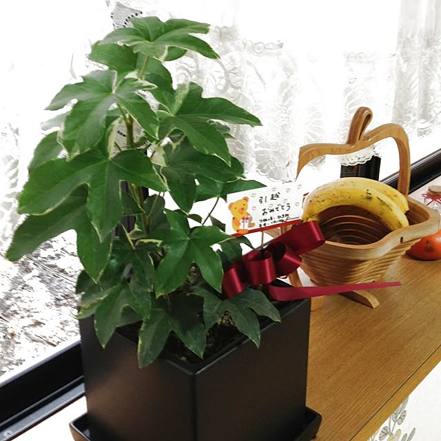 部屋全体/観葉植物/出窓/バナナ/ファトスへデラのインテリア実例 - 2013-03-20 14:42:20