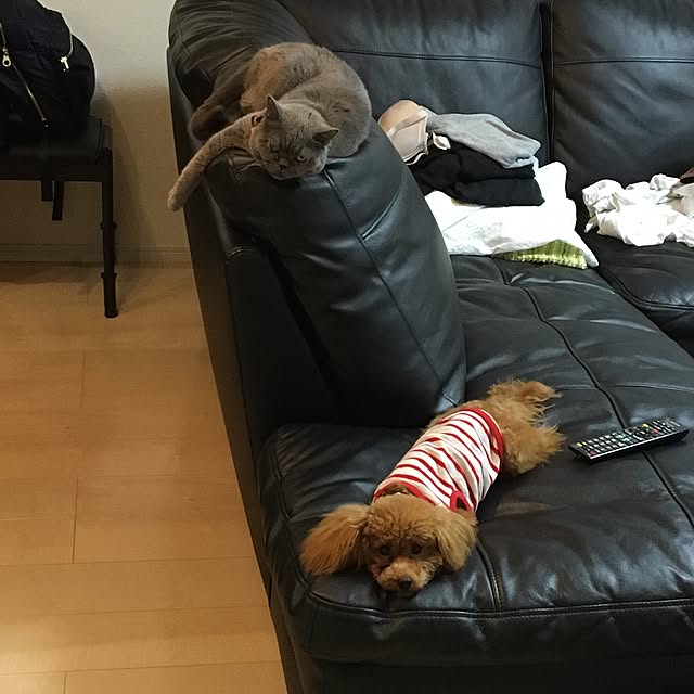kazuさんの実例写真