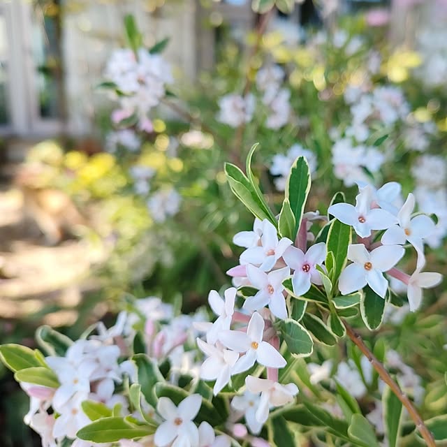 hana-さんの部屋