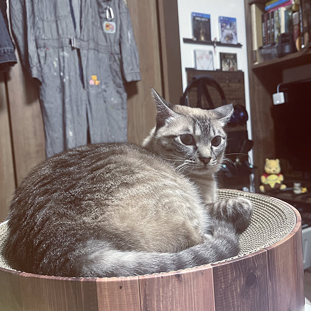 nekopanchiさんの実例写真