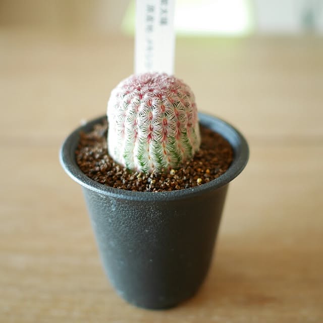 abeさんの実例写真