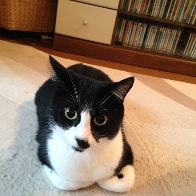 utataneさんの実例写真