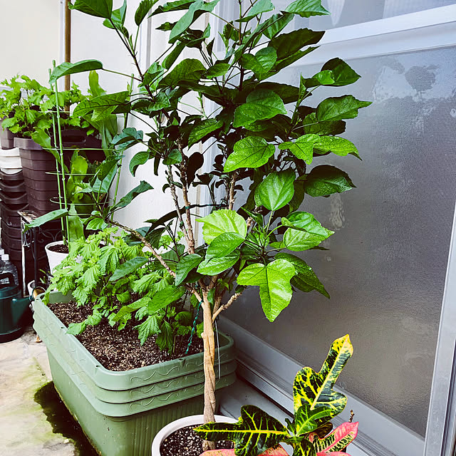 部屋全体/花のある時間/花のある空間/花のある暮らしを楽しむ/花のある風景...などのインテリア実例 - 2024-07-29 23:19:15