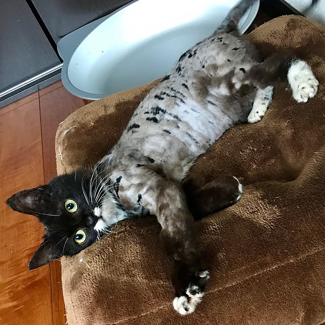 butachanさんの実例写真