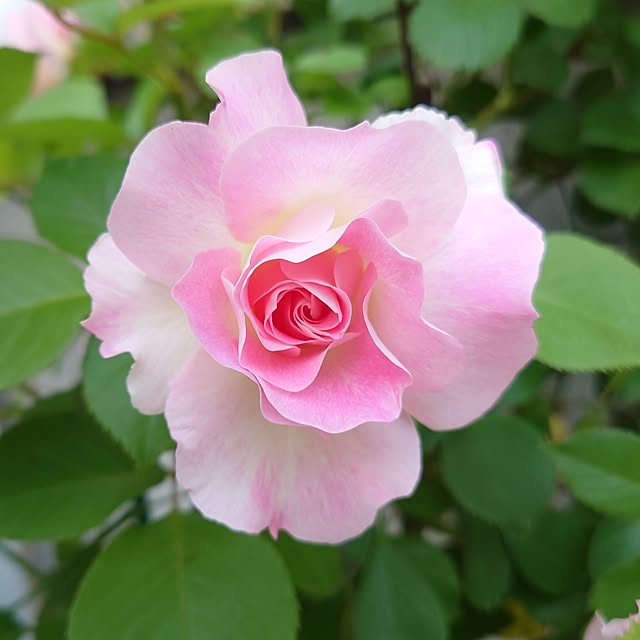 fleur-mamanさんの部屋