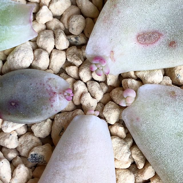 akakou88629さんの実例写真