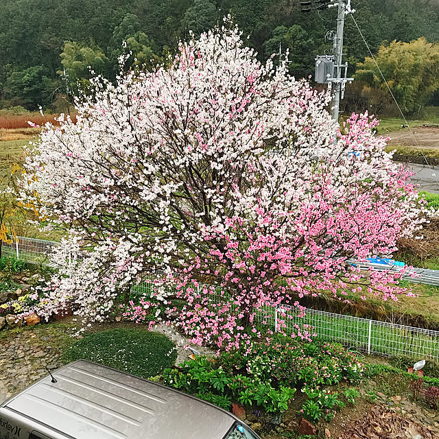 pepeさんの実例写真