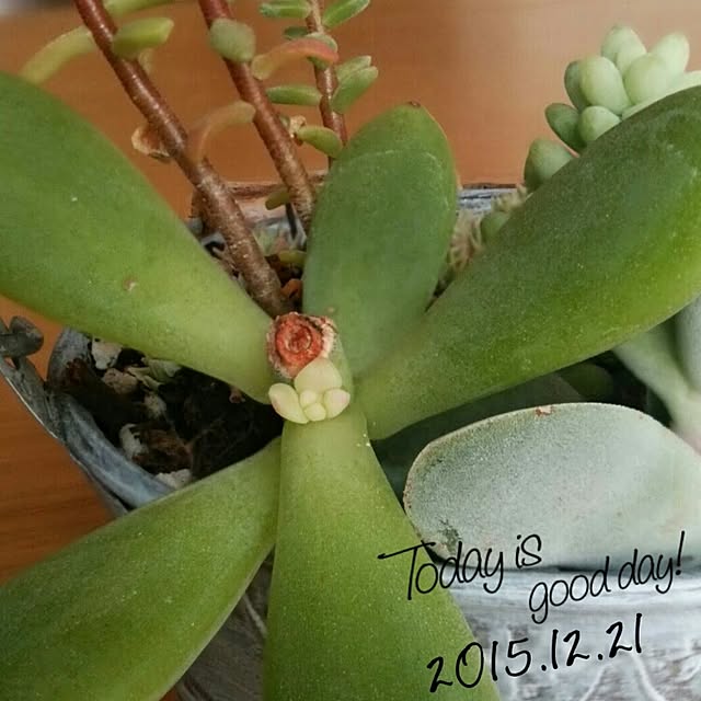 hollymamさんの実例写真