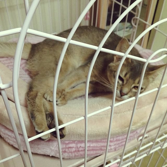 Kacoさんの実例写真