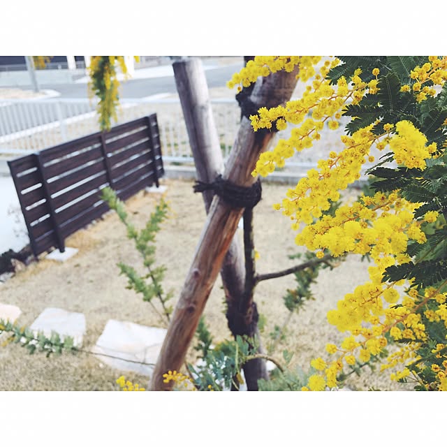 お庭の花/ミモザ満開/ミモザアカシア/小さな庭/玄関/入り口 お庭の花/ミモザ満開/ミモザアカシア/小さな庭/玄関/入り口