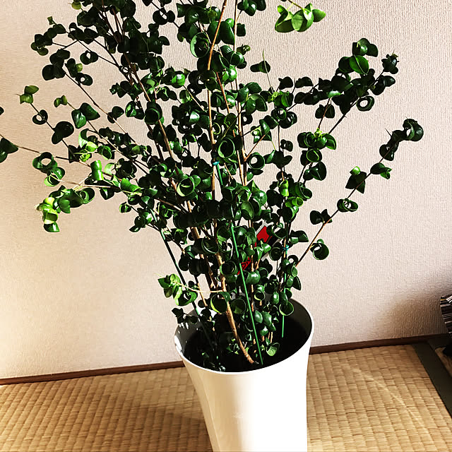 Mikaさんの実例写真