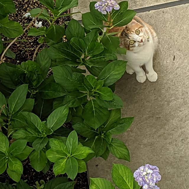 gooskaさんの実例写真