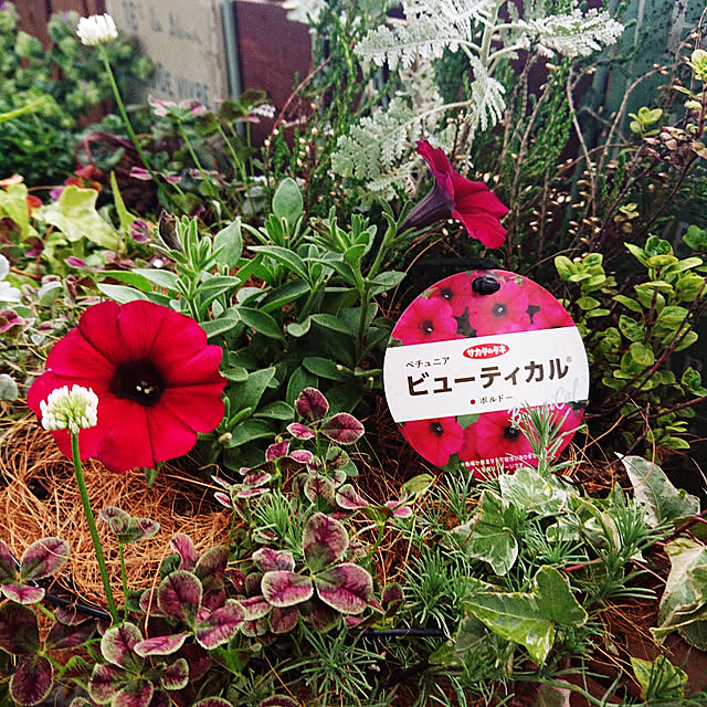 asaさんの実例写真