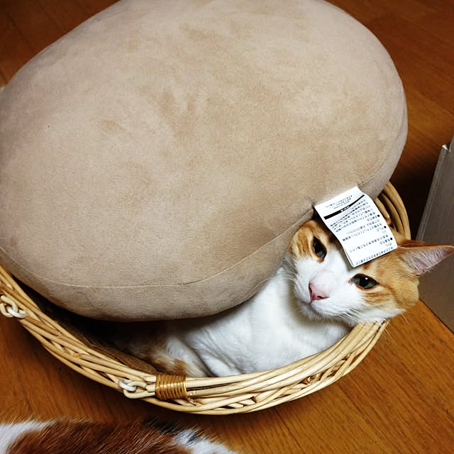 Kinanさんの実例写真