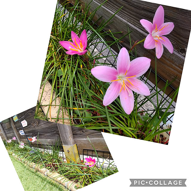 ampinさんの実例写真
