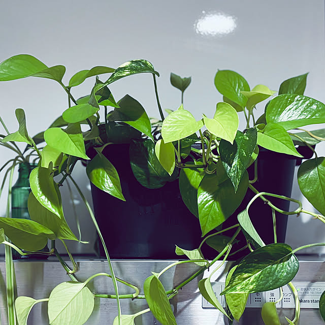 usagiさんの部屋