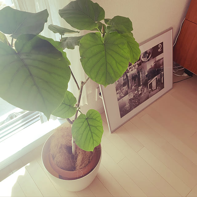 kirikoさんの実例写真