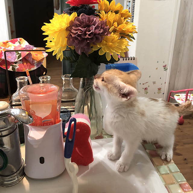 piyolandさんの実例写真