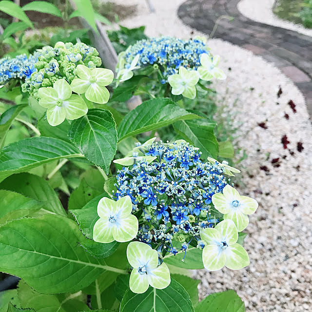 sasiaさんの実例写真