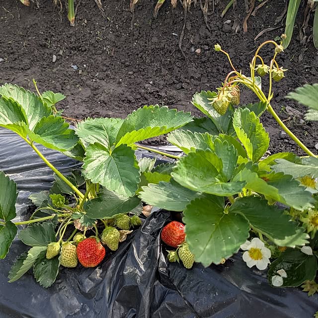 machikomamaさんの実例写真